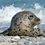 Tuleni a terejové v Severním moři
